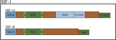 HIF-1α Is a Rational Target for Future Ovarian Cancer Therapies